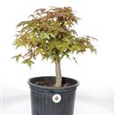 <b>Acero Deshojo P/B</b> Esemplare Unico cm 42-135,00 €