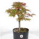 <b>Acero palmato Deshojo P/B</b> Esemplare Unico cm 40-135,00 €
