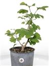 <b>Ginkgo P/B</b> Esemplare Unico cm 42-39,00 €