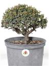 <b>Cotoneaster P/B</b> Esemplare Unico cm 31-37,00 €
