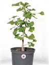 <b>Ginkgo P/B</b> Esemplare Unico cm 48-47,00 €