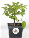 <b>Zelkova Serrata Mini P/B</b> Esemplare Unico - cm 19-39,80 €