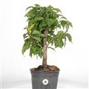 <b>Albicocco Giapponese P/B</b> cm 51-190,00 €