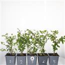 <b>Ciliegio Kojo-no-mai Mini P/B</b> Scegli l'Esemplare - cm 30-10,90