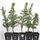 <b>Cedro Atlantica Mini P/B</b> Scegli l'Esemplare - 35-12,90 €