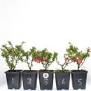 <b>Chaenomeles Red Joy Mini P/B</b> Scegli l'Esemplare - cm 20-9,90 €