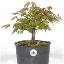 <b>Acero Palmato Yama P/B</b> Esemplare Unico cm 32-47,00 €