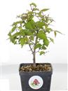 <b>Zelkova Serrata Mini P/B</b> Esemplare Unico - cm 20-39,80 €