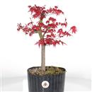 <b>Acero palmato Deshoijo P/B</b> Esemplare Unico cm 40-135,00 €