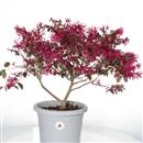 <b>Loropetalum P/B</b> Esemplare Unico cm 50-39,00 €