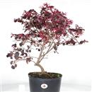 <b>Loropetalum P/B</b> Esemplare Unico cm 57-39,80 €
