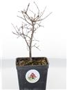 <b>Zelkova Serrata Mini P/B</b> Esemplare Unico - cm 20-39,80 €