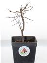 <b>Zelkova Serrata Mini P/B</b> Esemplare Unico - cm 19-39,80 €