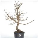 <b>Frassino P/B</b> Esemplare Unico cm 60-69,00 €