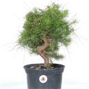 <b>Pino di Aleppo P/B</b> Esemplare Unico cm 37-49,80 €