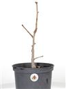 <b>Ginkgo P/B</b> Esemplare Unico cm 42-39,00 €