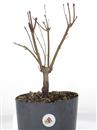 <b>Acero Palmato Yama P/B</b> Esemplare Unico cm 36-47,00 €