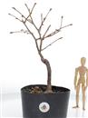 <b>Nocciolo P/B</b> Esemplare Unico cm.37-39,80