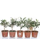 <b>Olivo Mini P/B</b> Scegli l'Esemplare - cm.20-9,80