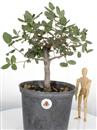 <b>Quercia da Sughero P/B</b> Esemplare Unico cm 40-47,80 €