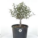 <b>Quercia da Sughero P/B</b> Esemplare Unico cm 38-47,80 €