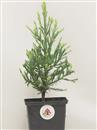 <b>Sequoia Gigante Mini P/B</b> Esemplare Unico cm 29-29,80 €