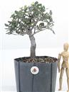 <b>Quercia da Sughero P/B</b> Esemplare Unico cm 34-47,00 €