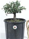 <b>Quercia da Sughero P/B</b> Esemplare Unico cm 30-37,00 €