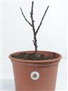 <b>Ciliegio Triloba Mini P/B</b> Esemplare Unico cm 32-24,90 €