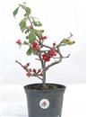 <b>Chaenomeles Superba P/B</b> Esemplare Unico cm 34-49,80 €