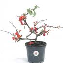 <b>Chaenomeles Superba P/B</b> Esemplare Unico cm 32-49,80 €
