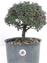 <b>Cotoneaster P/B</b> Esemplare Unico cm 31-35,00 €