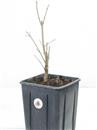 <b>Acero Tridente P/B</b> Esemplare Unico cm 41-37,50 €