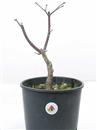 <b>Acero Palmato Rosso P/B</b> Esemplare Unico cm 32-39,80 €