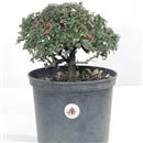 <b>Cotoneaster P/B</b> Esemplare Unico cm 26-37,00 €