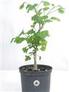 <b>Ginkgo P/B</b> Esemplare Unico cm 48-45,00 €