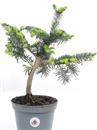 <b>Abete Nordmanniana</b> Esemplare Unico cm 38-27,00 €