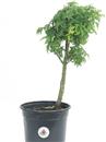 <b>Acero Shishigashira P/B</b> Esemplare Unico cm 39-29,80 €