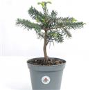 <b>Abete Nordmanniana P/B</b> Esemplare Unico cm 32-27,00 €