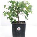 <b>Acero Tridente P/B</b> Esemplare Unico cm 38-45,00 €