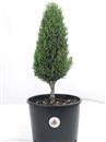 <b>Cipresso P/B</b> Esemplare Unico cm 40-33,00 €