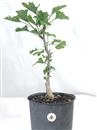 <b>Ginkgo P/B</b> Esemplare Unico cm 44-45,00 €