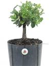 <b>Quercia da Sughero P/B</b> Esemplare Unico cm 32-47,00 €