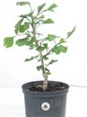 <b>Ginkgo P/B</b> Esemplare Unico cm 43-45,00 €