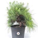<b>Pino di Aleppo P/B</b> Esemplare Unico cm 39-57,00 €
