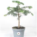 <b>Abete Nordmanniana P/B</b> Esemplare Unico cm 38-19,80 €