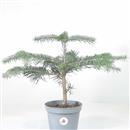 <b>Abete Nordmanniana P/B</b> Esemplare Unico cm 37-19,00 €