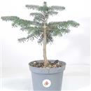 <b>Abete Nordmanniana P/B</b> Esemplare Unico cm 34-14,90 €