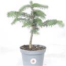 <b>Abete Nordmanniana P/B</b> Esemplare Unico cm 36-16,90 €