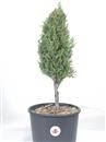 <b>Cipresso P/B</b> Esemplare Unico cm 43-29,80 €